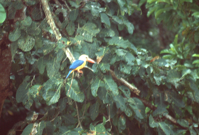 813_Ooievaarsnavel ijsvogel langs de Kinabantangan, Sabah.jpg